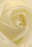 This close-up draws you deep into the inviting heart of a cream and ivory rose, as if you're wrapped in its gentle embrace in the heart of Woodside Park. Each petal unfurls with feather-light grace, swirling inwards toward a serene core touched by morning light. Soft shadows linger in the folds, suggesting both subtle drama and a quiet celebration befitting Woodside Park's peaceful neighborhoods. The petals' luminous sheen, punctuated by hints of delicate gold and white, create a sensation of stillness-the very tranquility that makes local residents cherish their community. In the skillful hands of a seasoned florist, this rose becomes a universal symbol: perfect for expressing sympathy, admiration, or welcoming a fresh chapter. You can almost detect the faint, sweet aroma, delicate yet deeply evocative, that wafts through cherished homes and familiar gardens. What emerges is not just a flower, but an emotional connection, a lasting memory crafted for those who seek meaning and artistry within Woodside Park.